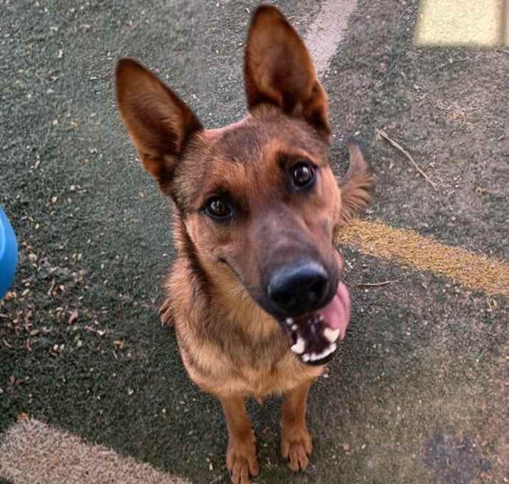 Photo of Gentleman Jerry-GREAT POOCH...in a foster
