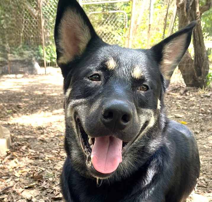 Photo of Rex