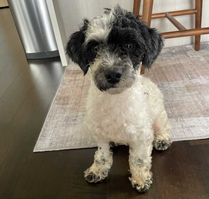 Photo of Oreo