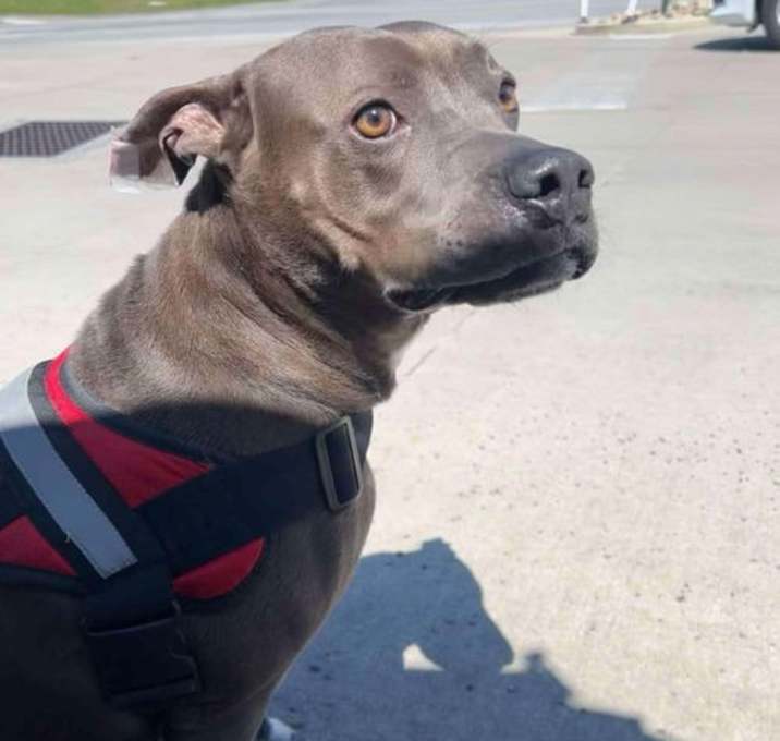 Photo of Winston