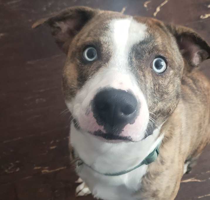 Photo of Kovu