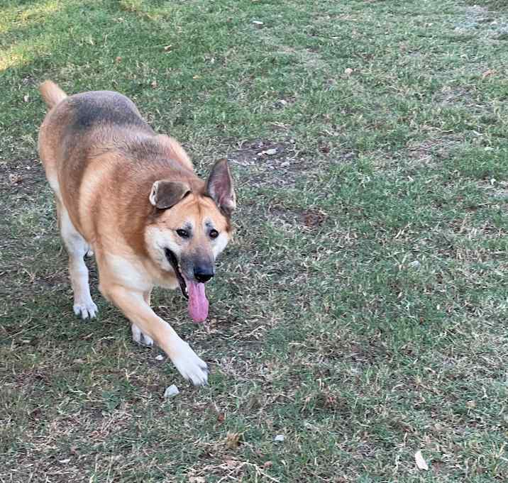 Photo of Bailey
