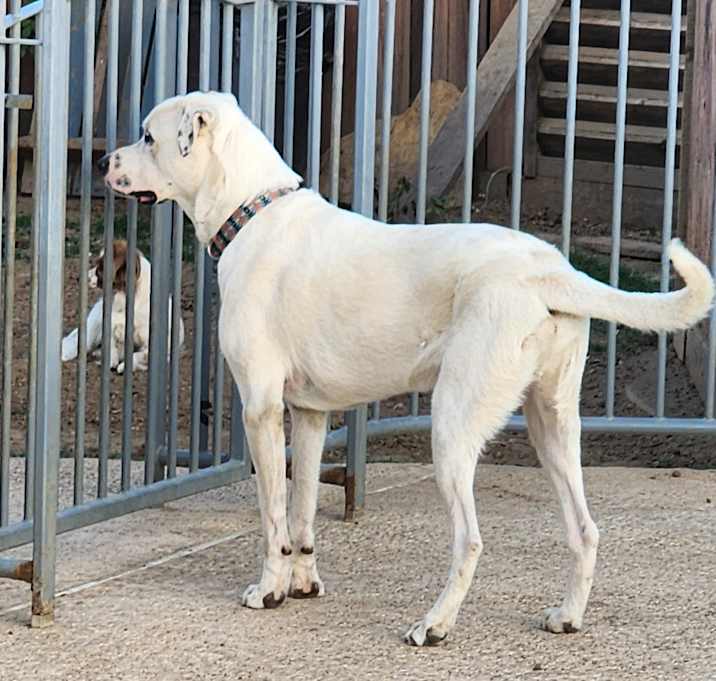 Photo of HOOCH