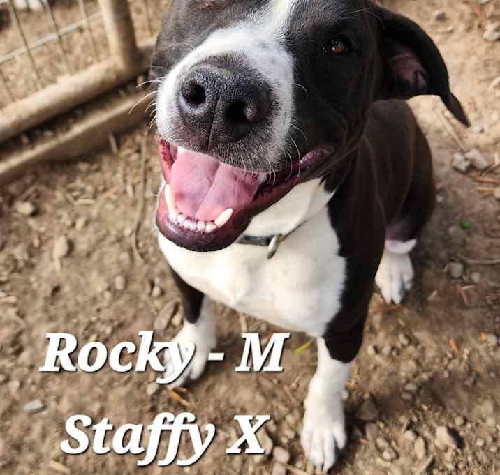 Photo of ROCKY