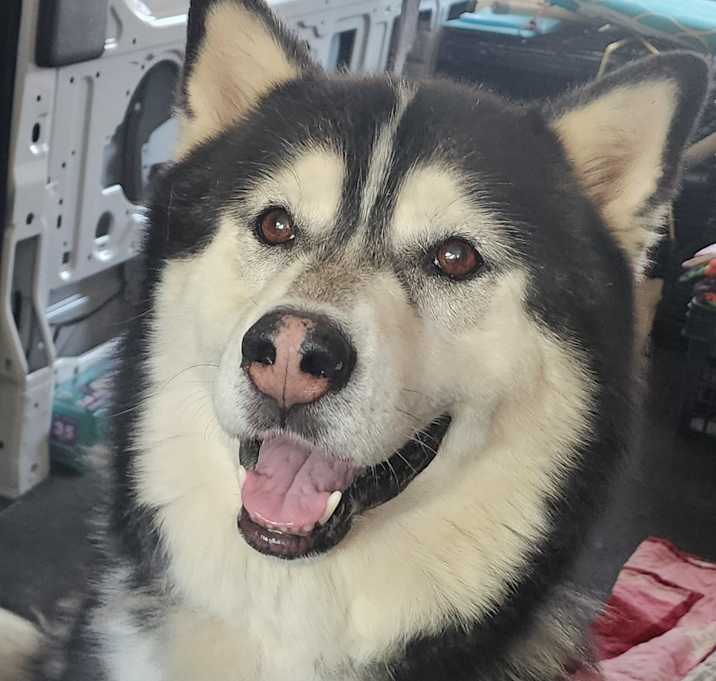 Photo of BANDIT