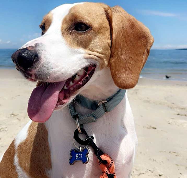 Photo of Bo