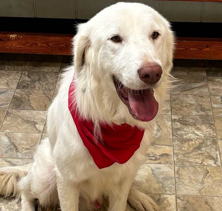 Photo of Harley