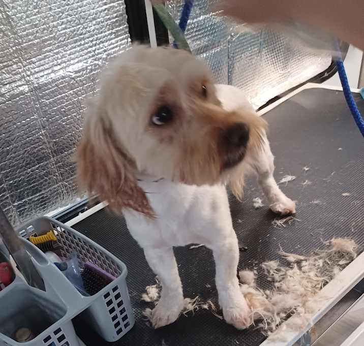 Photo of Link