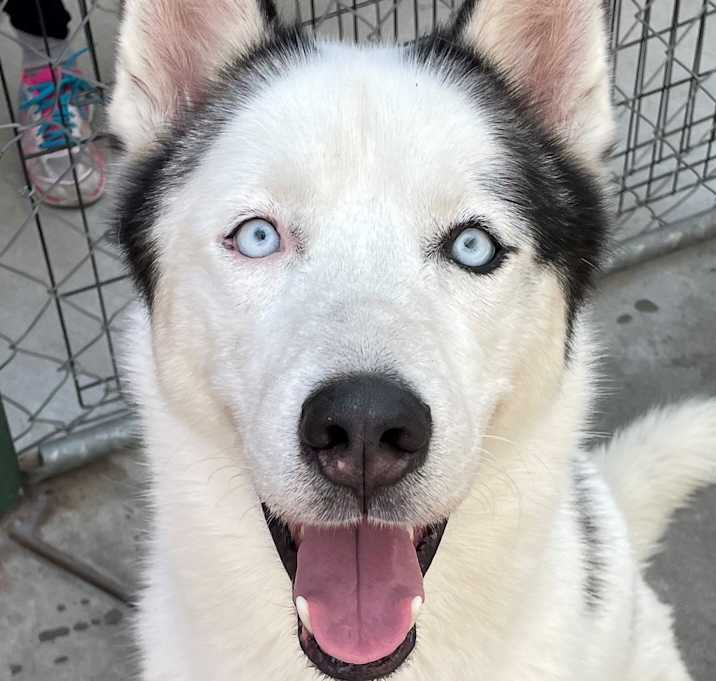 Photo of Steven - Piebald Husky!