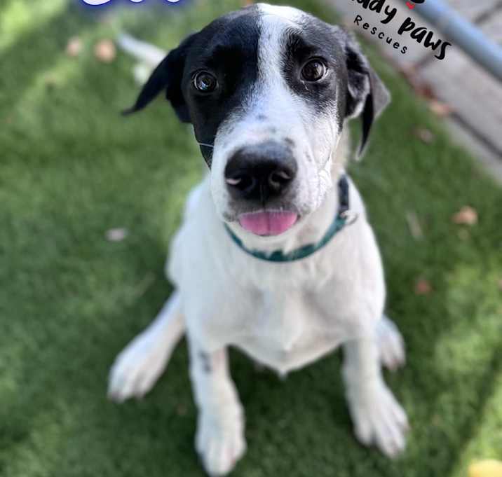 Photo of Boo