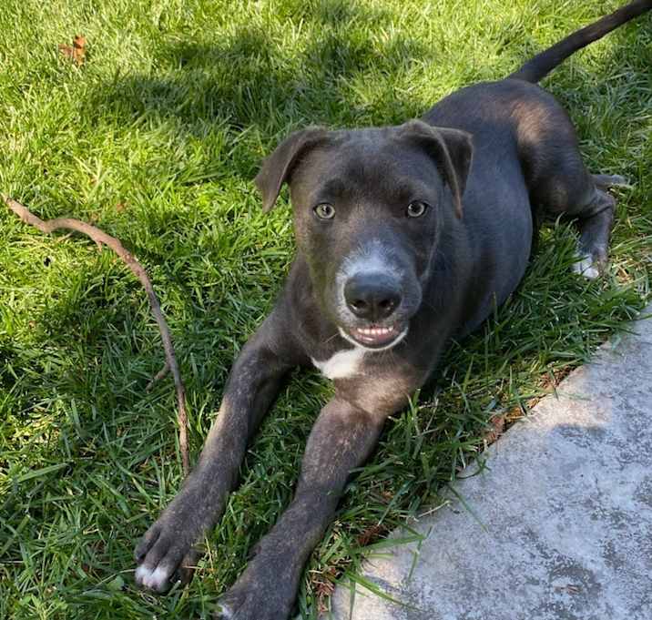 Photo of Whiskey, the family pup