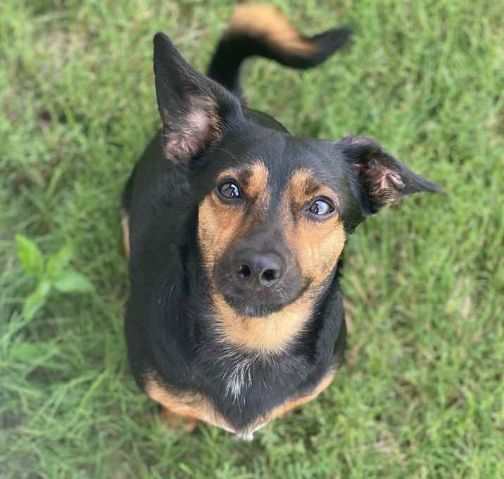 Photo of Aries