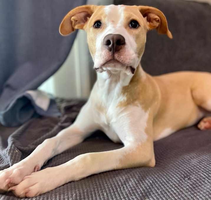 Photo of Nova