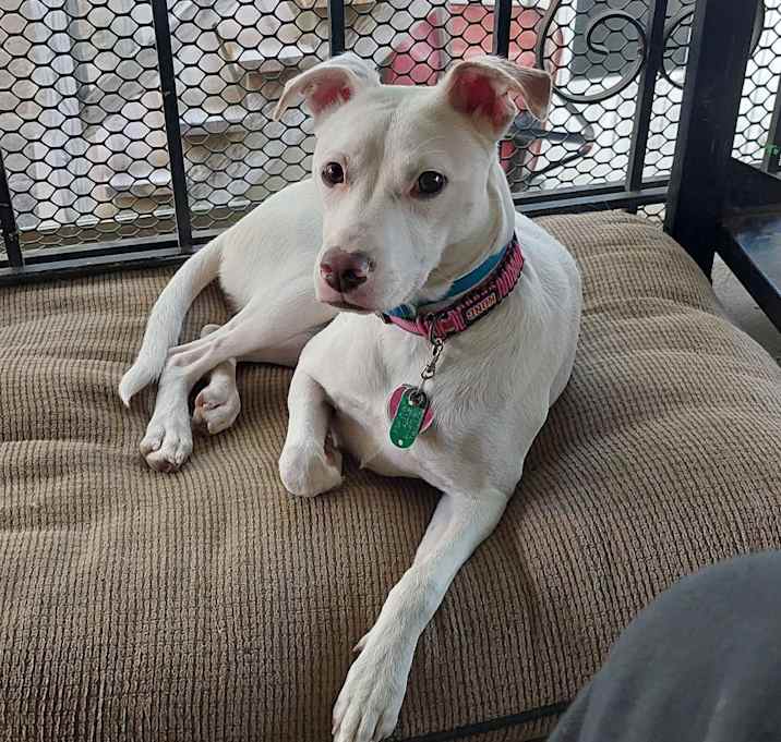 Photo of Lily