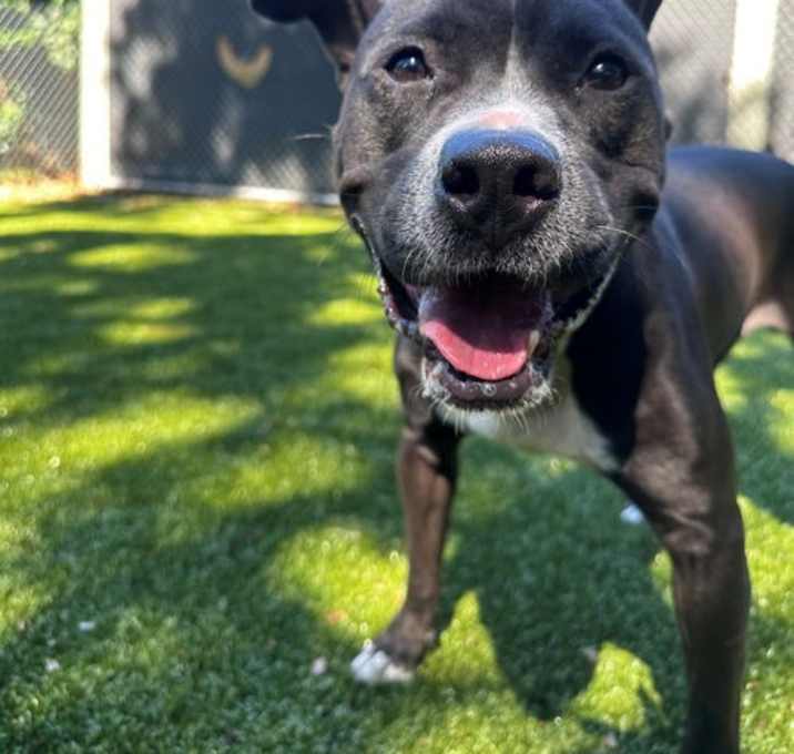 Photo of Toby