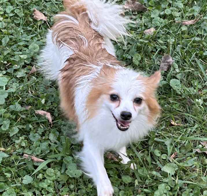 Photo of Rusty