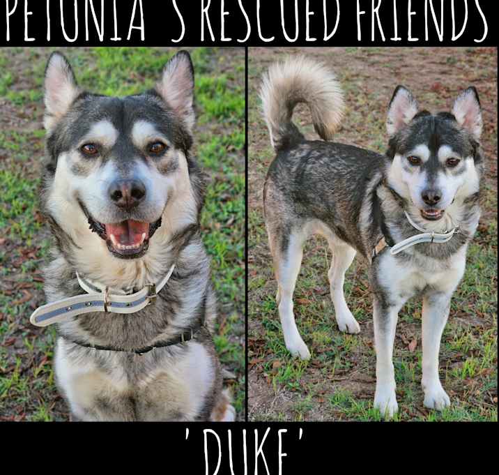 Photo of Duke