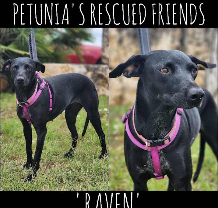 Photo of Raven