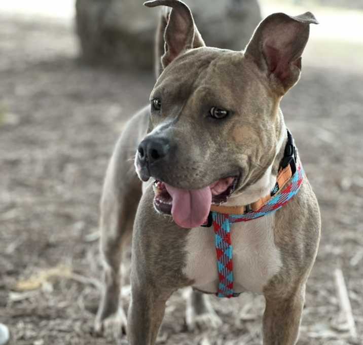 Photo of Chilli