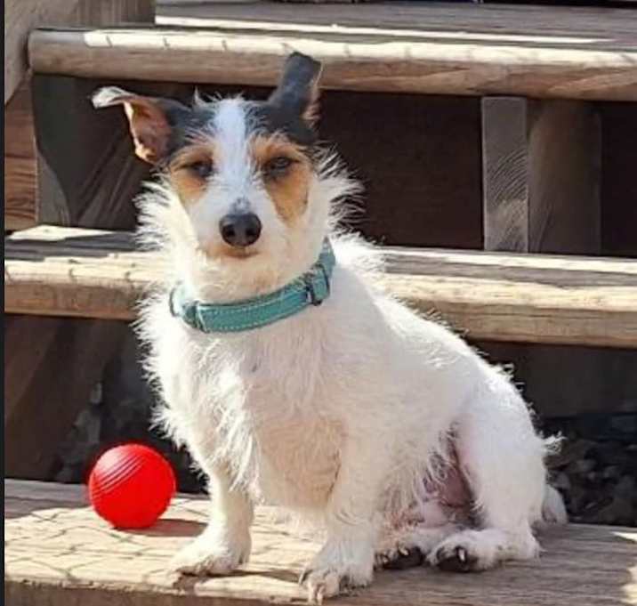 Photo of Sheldon