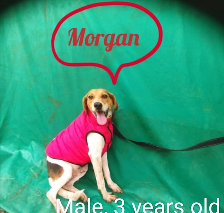 Photo of Morgan