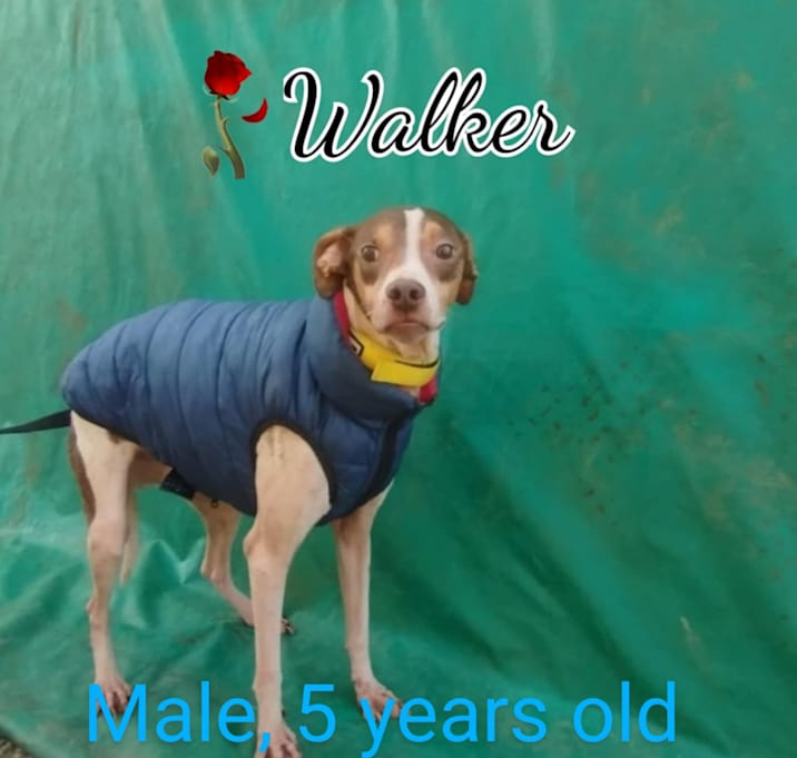 Photo of Walker