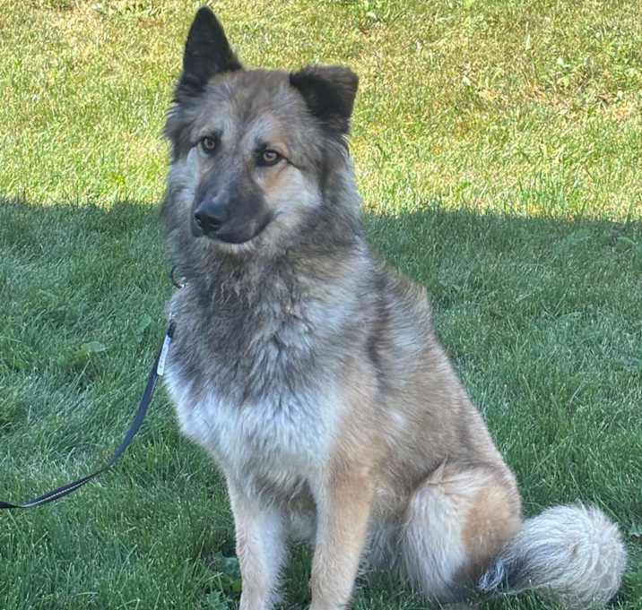Photo of Hachi