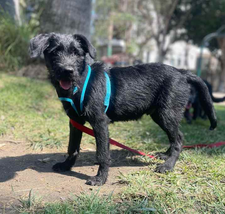 Photo of Pumba