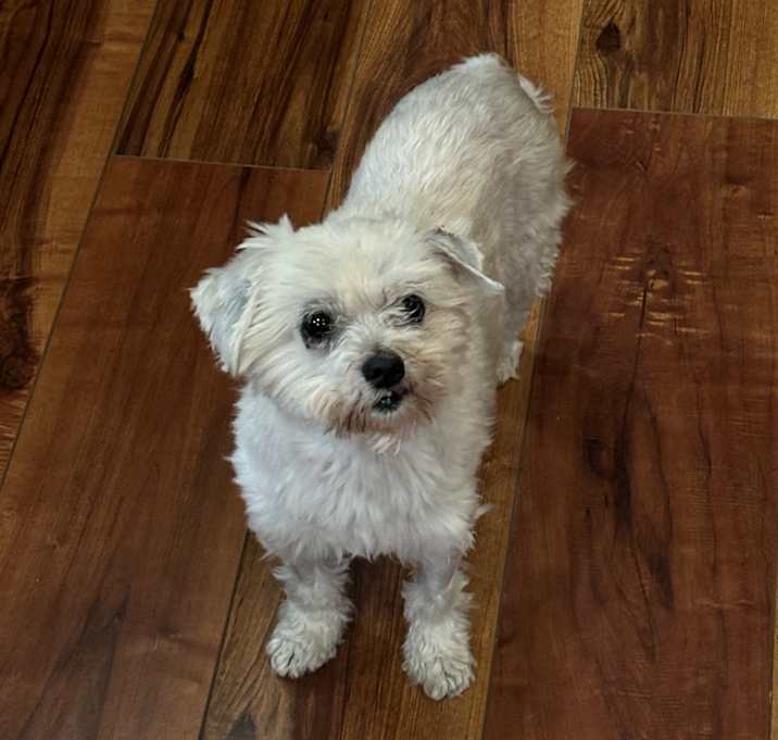 Photo of Lily