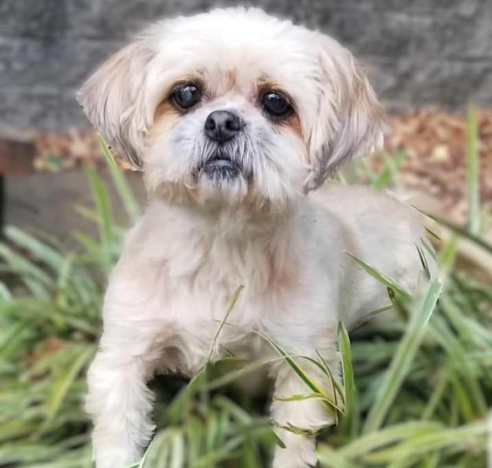 Photo of Gidget