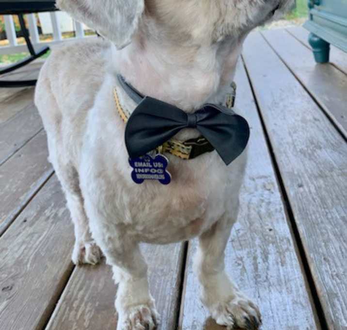 Photo of Dutch