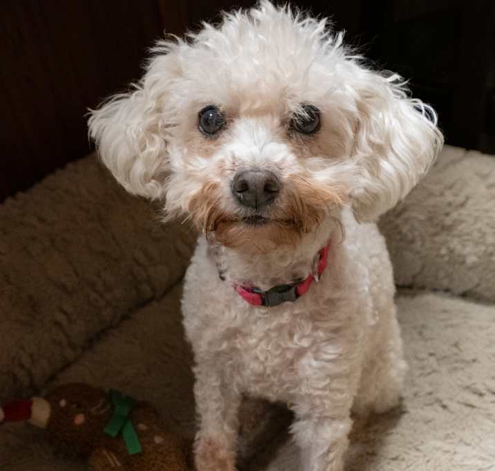 Photo of Chanel