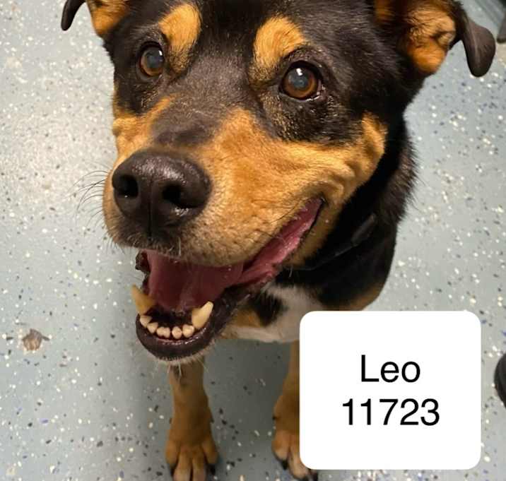 Photo of Leo 11723