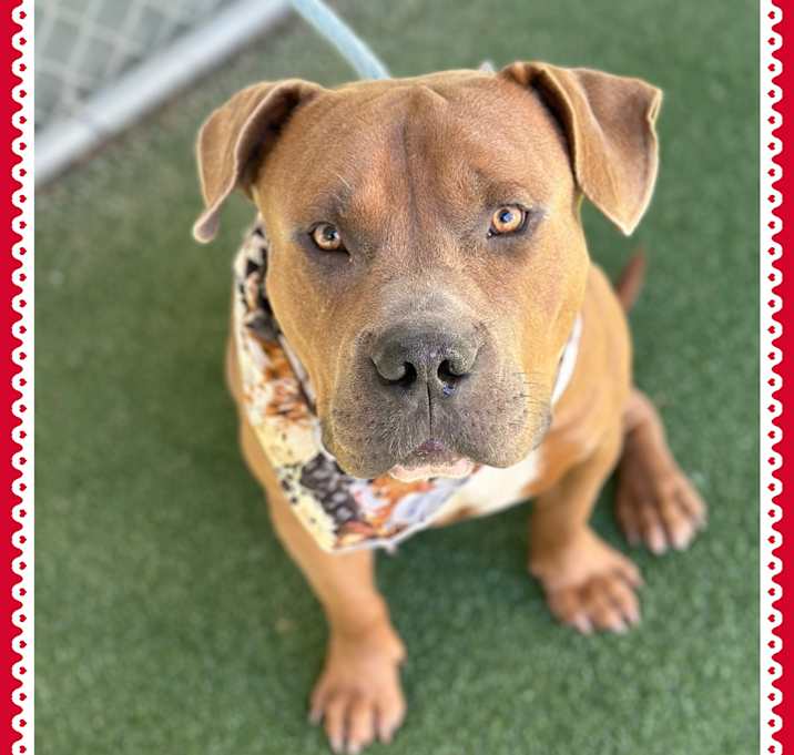 Photo of ECKHART - foster to adopt