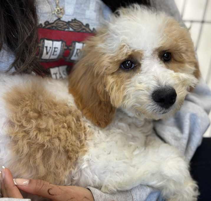 Photo of Casper