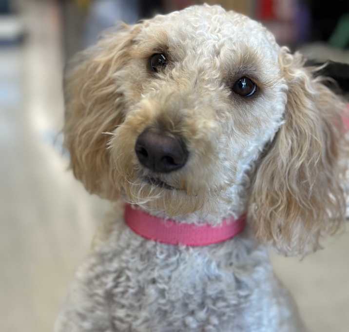 Photo of Ruby