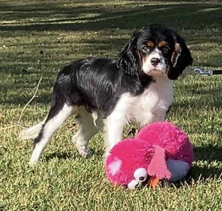 Photo of BAXTER