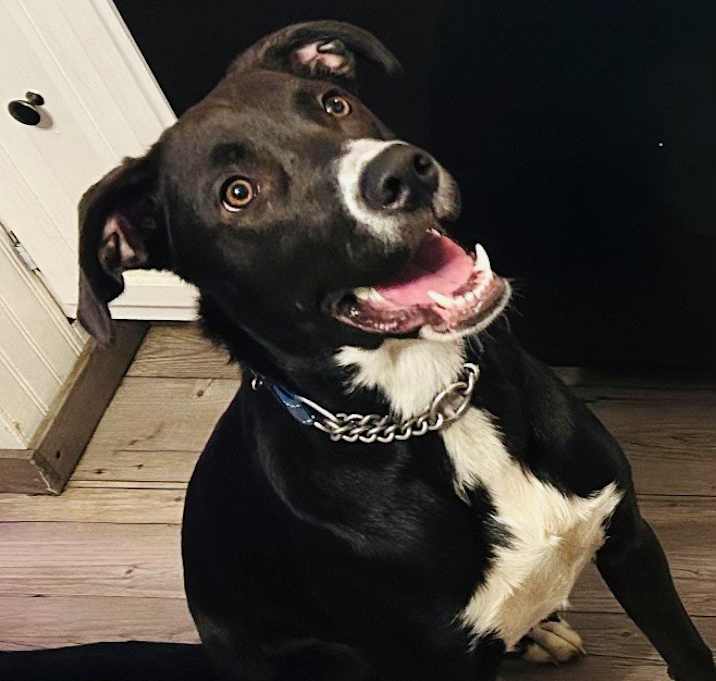 Photo of Charlie Girl