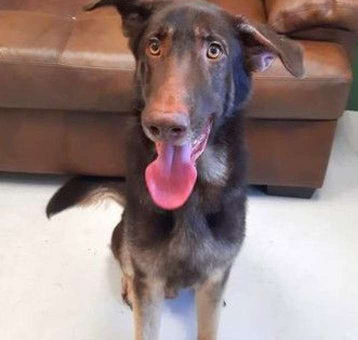 Photo of Toby