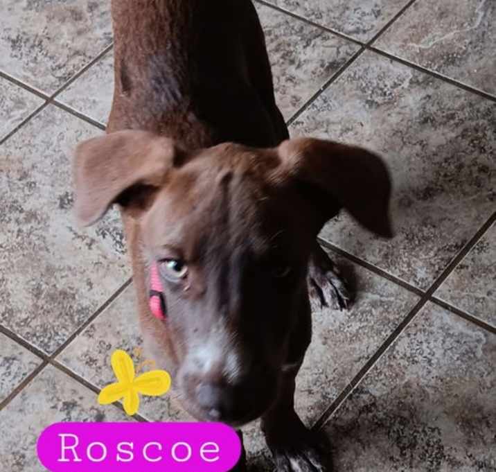 Photo of Roscoe