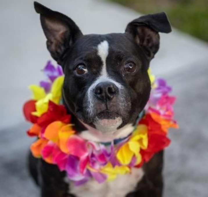 Photo of Luna