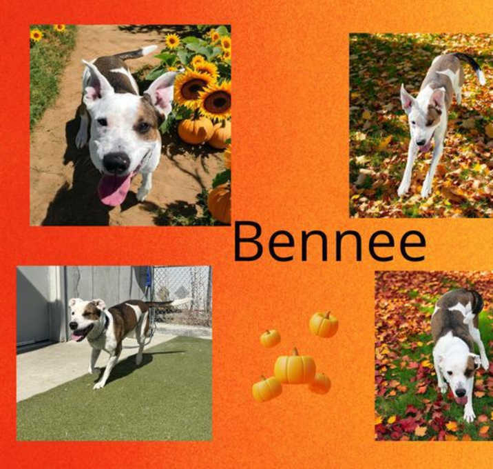 Photo of Bennelle