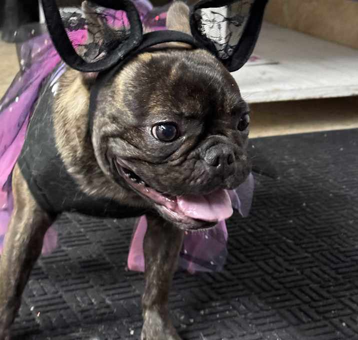 Photo of Coco
