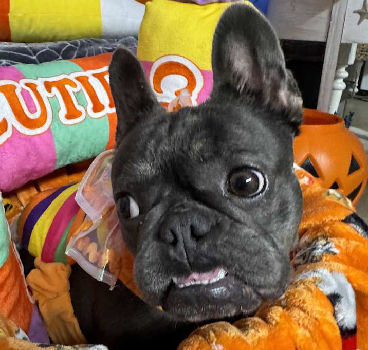Photo of Nala