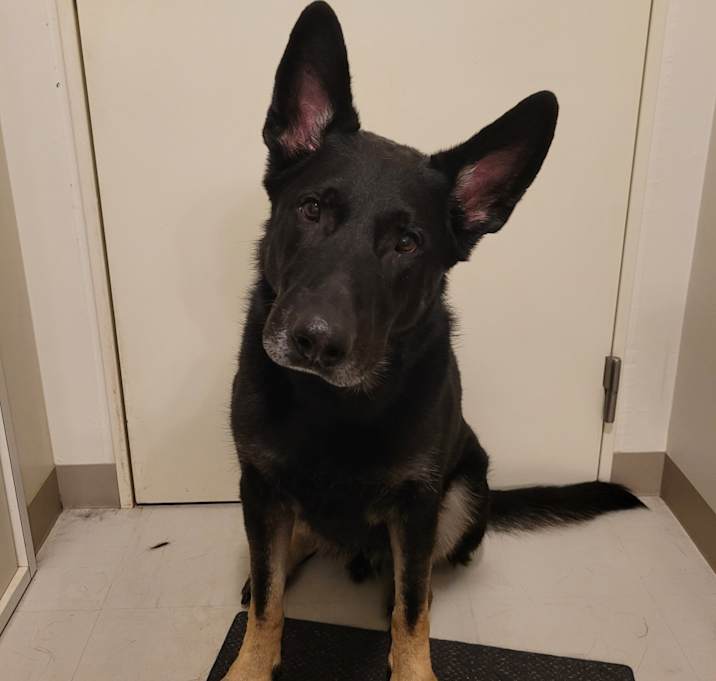 Photo of Koda
