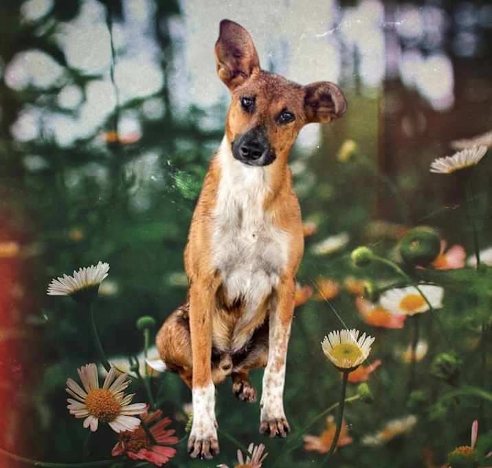 Photo of Scar