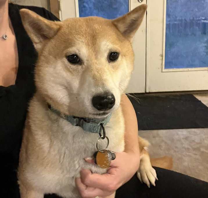 Photo of Fido