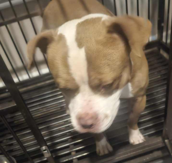 Photo of Maddox