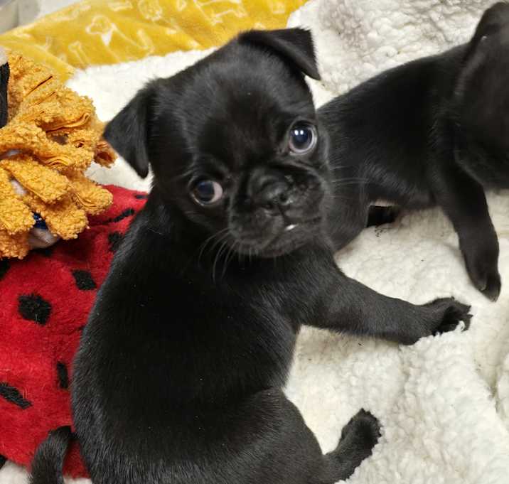 Photo of Oliver