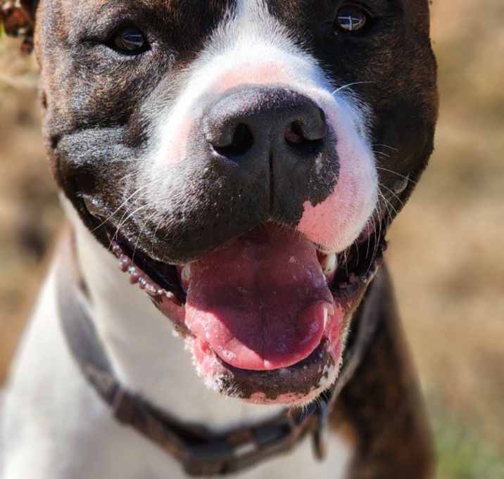 Photo of Winston